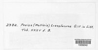 Hyalorbilia inflatula image